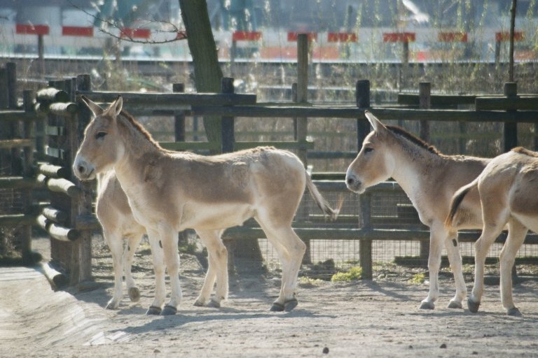 20030322401 blijdorp ezels